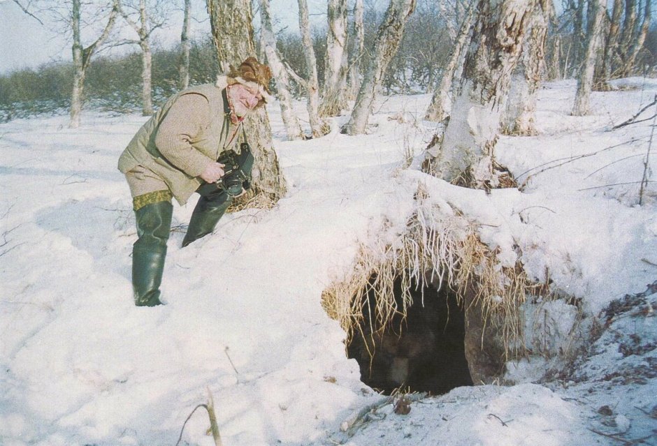 Медведь зимой в берлоге