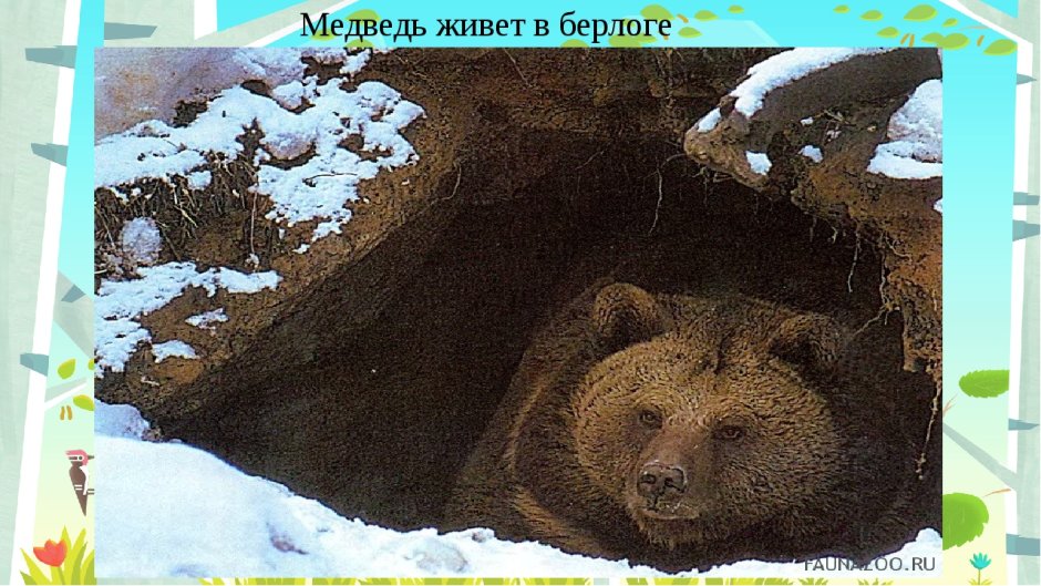 Бурый медведь спячка Берлога