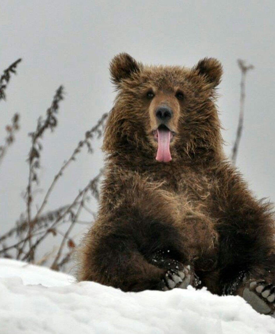 Медведь зимой