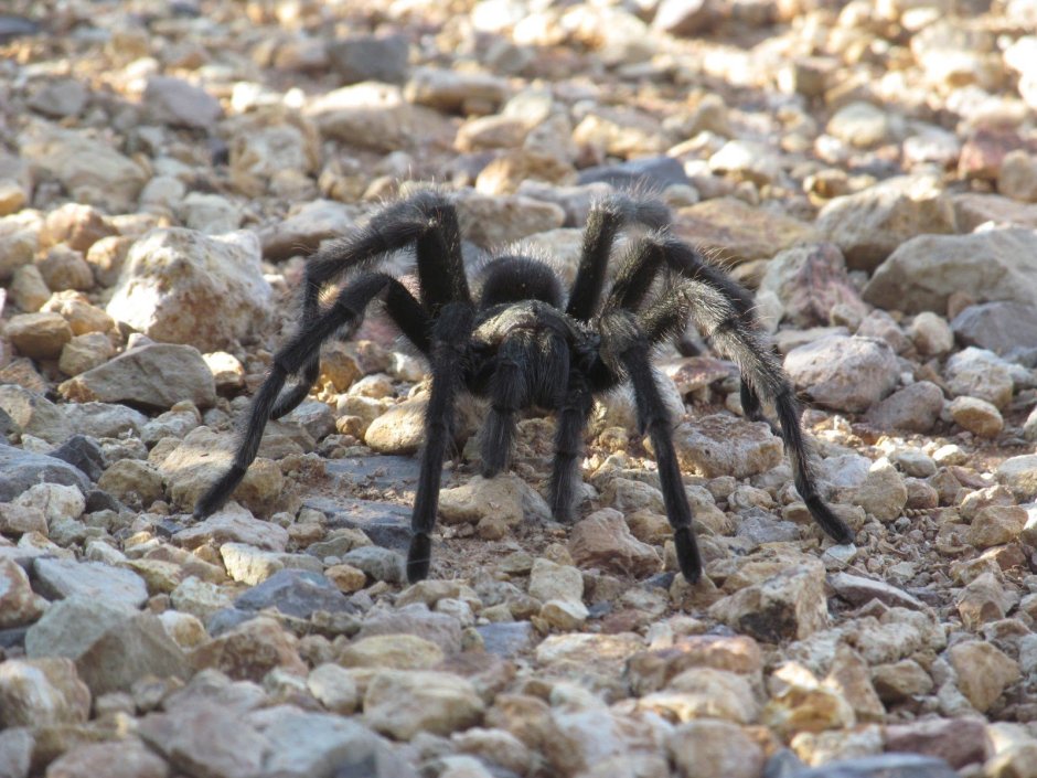 Dolomedes aquaticus паук