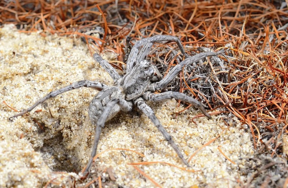 Hogna Radiata ( Тарантул, Лучистый Тарантул)