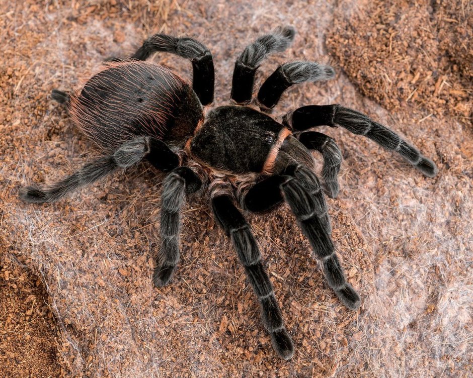 Brachypelma Vagans Tarantula