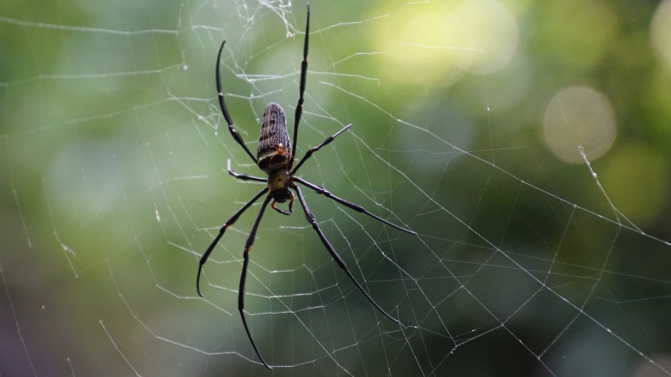 Argiope lobata паук