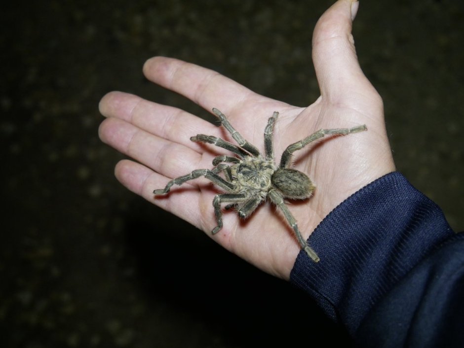 Latrodectus hasselti паук