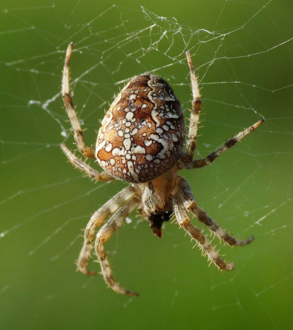 Brachypelma albopilosum Тарантул