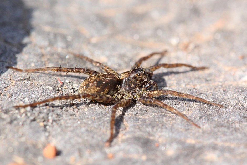 Паук Psalmopoeus pulcher
