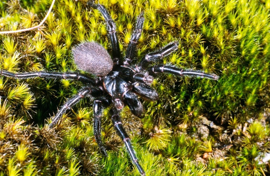 Atrax robustus паук