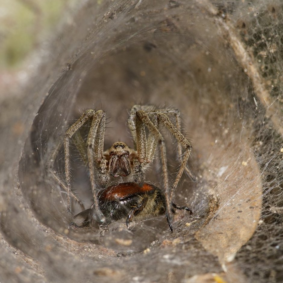 Agelena labyrinthica