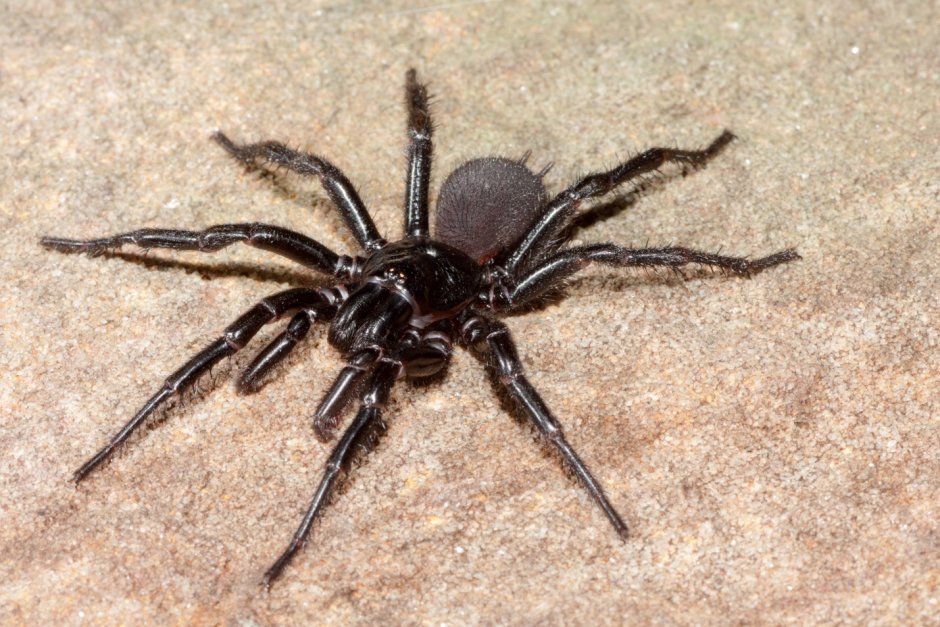 Травяной паук воронковый Agelenidae