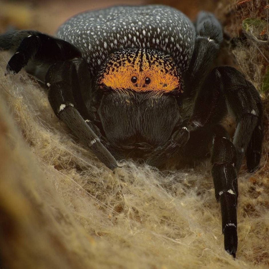 Funnel web Spider паутина