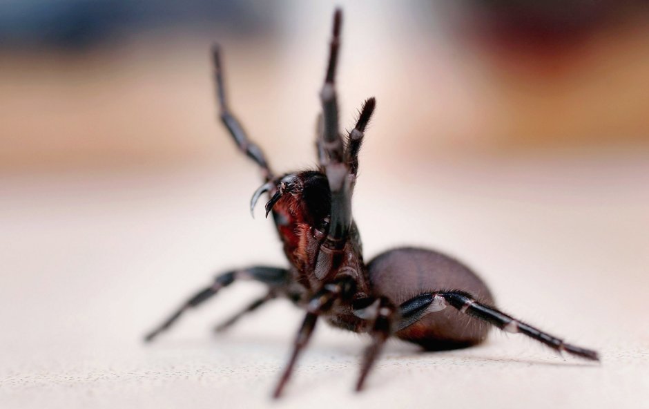 Atrax robustus паук