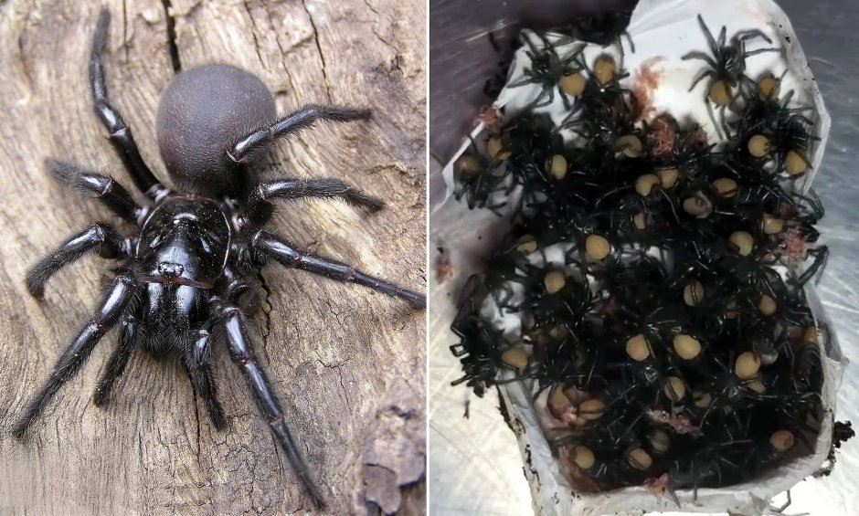 Сиднейский воронковый паук