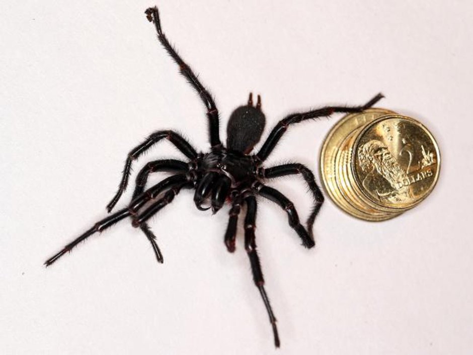 Atrax robustus паук