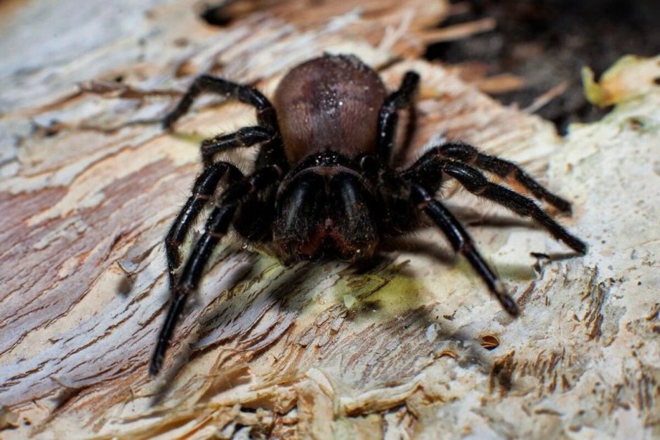 Сиднейский лейкопаутинный паук (Atrax robustus)