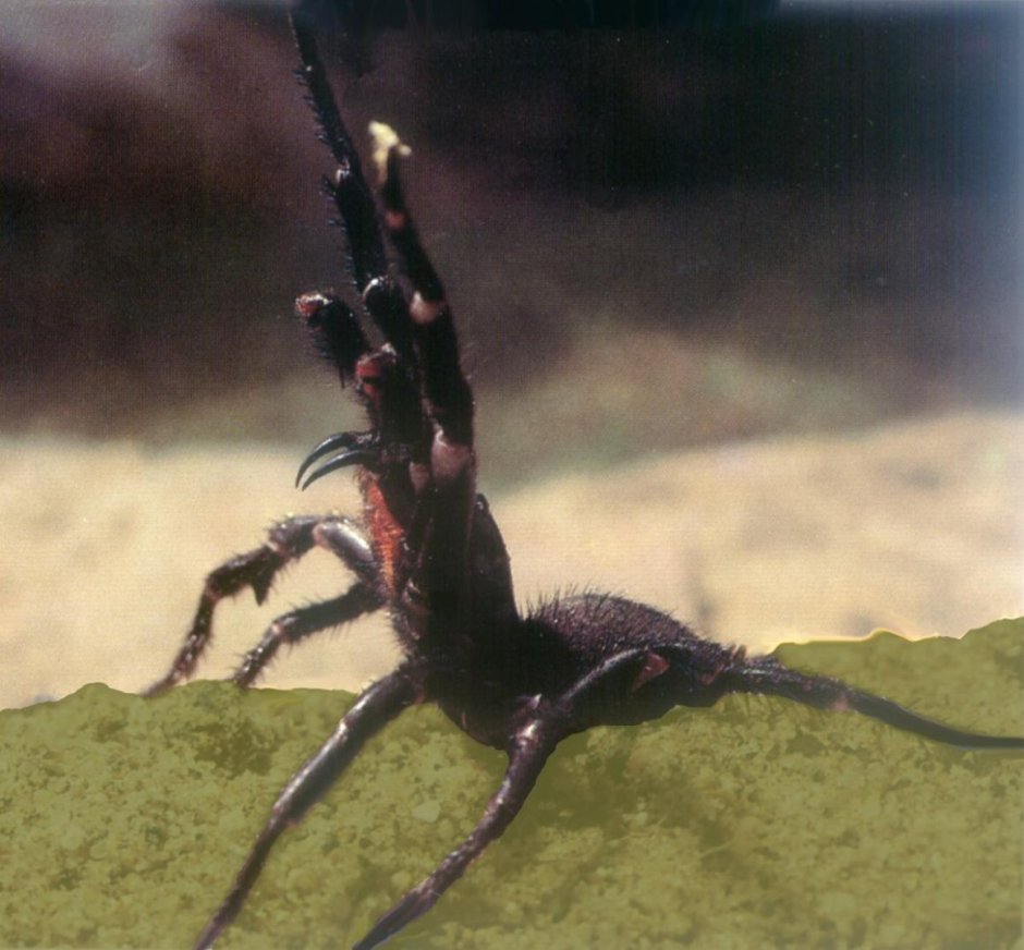 Atrax robustus паук