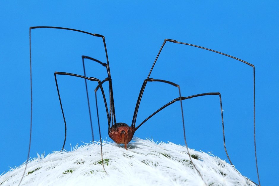 Pholcus phalangioides