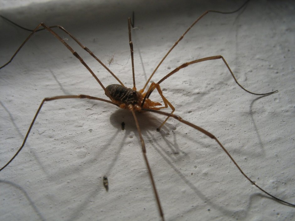 Daddy long Legs паук