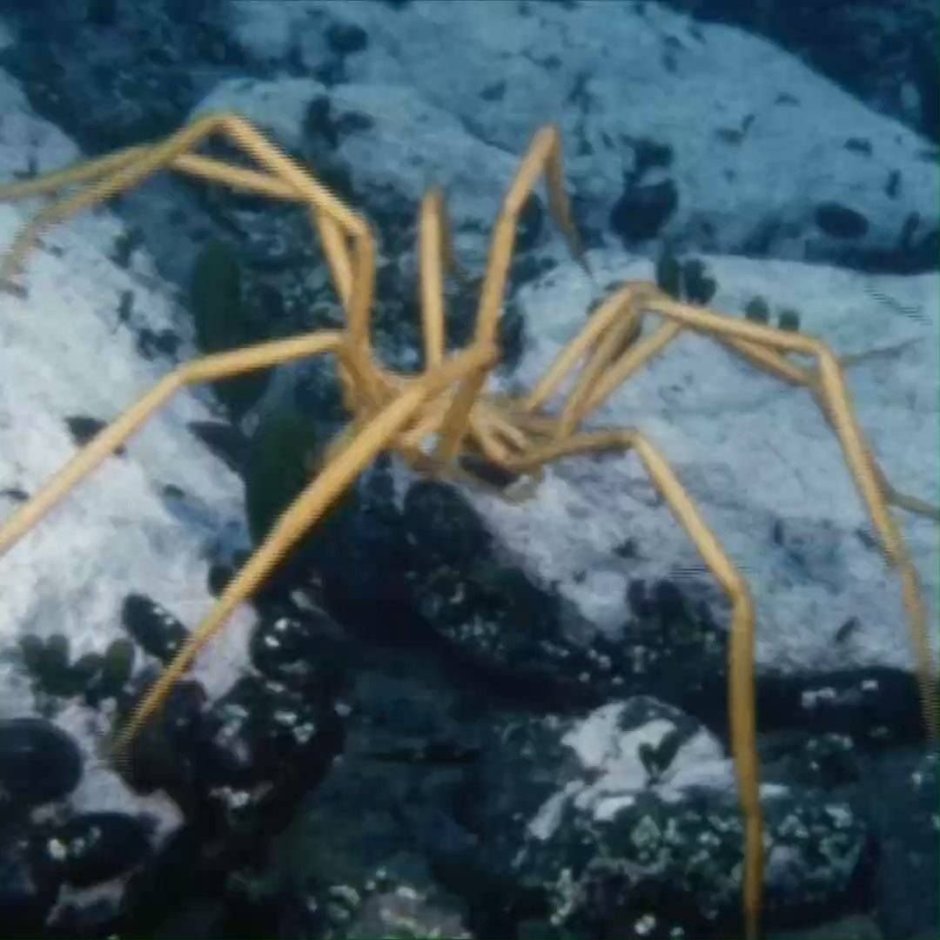 Фаланговидный фолькус (Pholcus phalangioides)