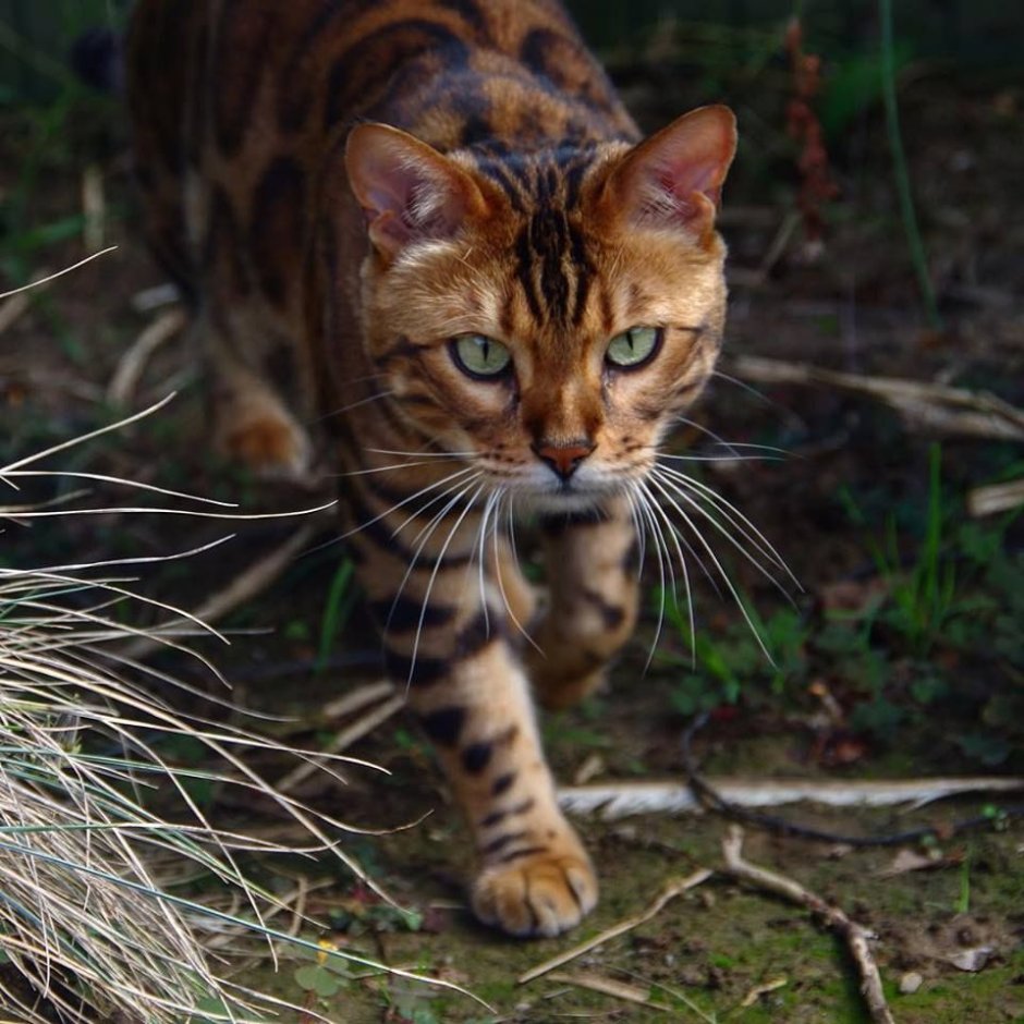 Бенгальская кошка