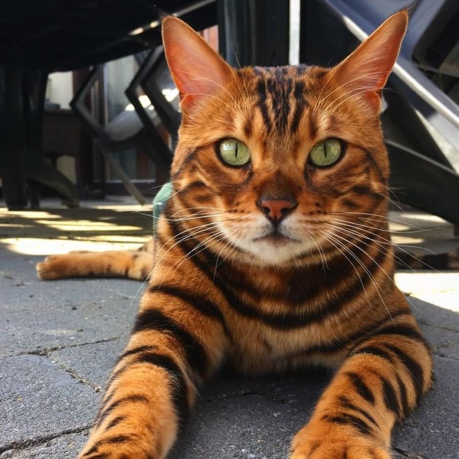 Тайгер бенгальский кот