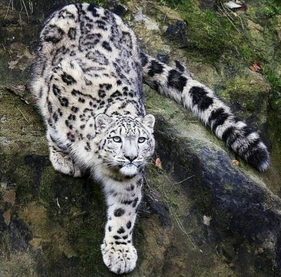 Кот с окраской тигра