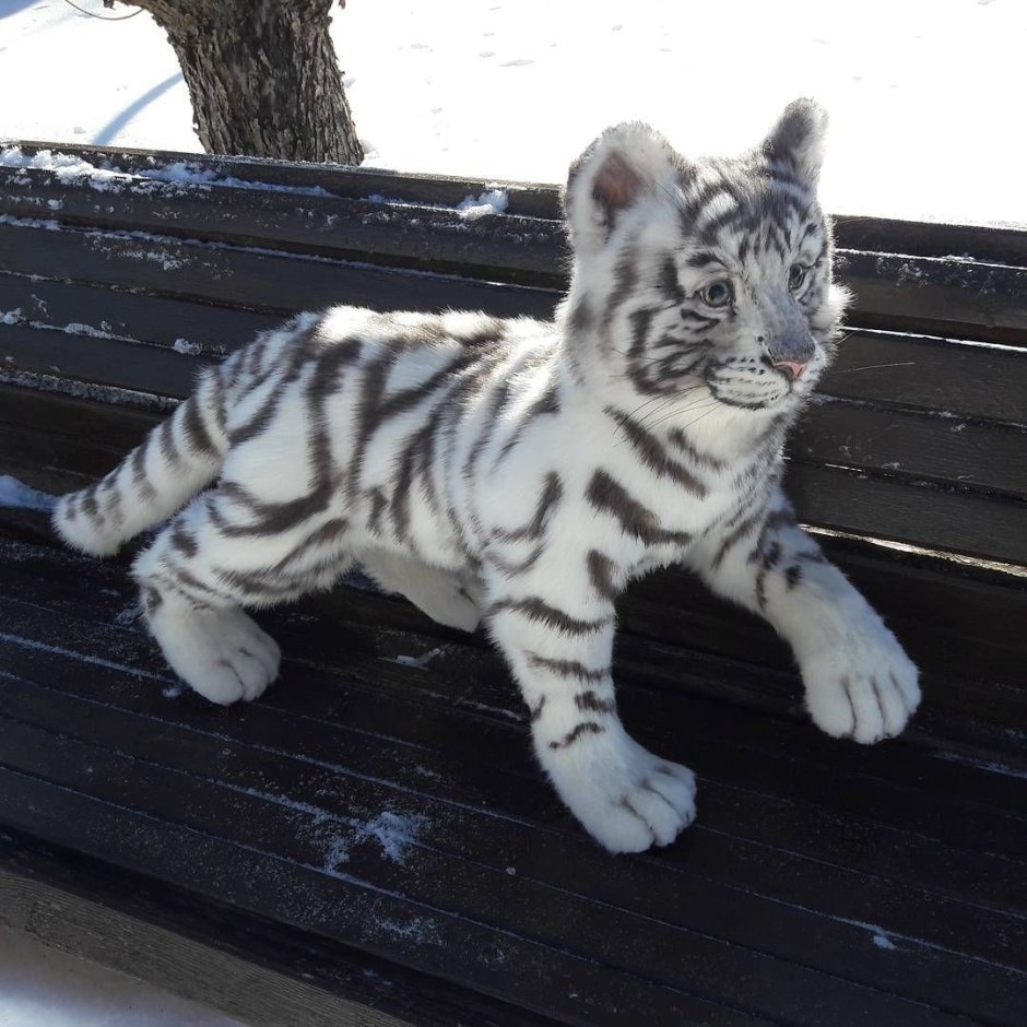 Коты и тигры сходства