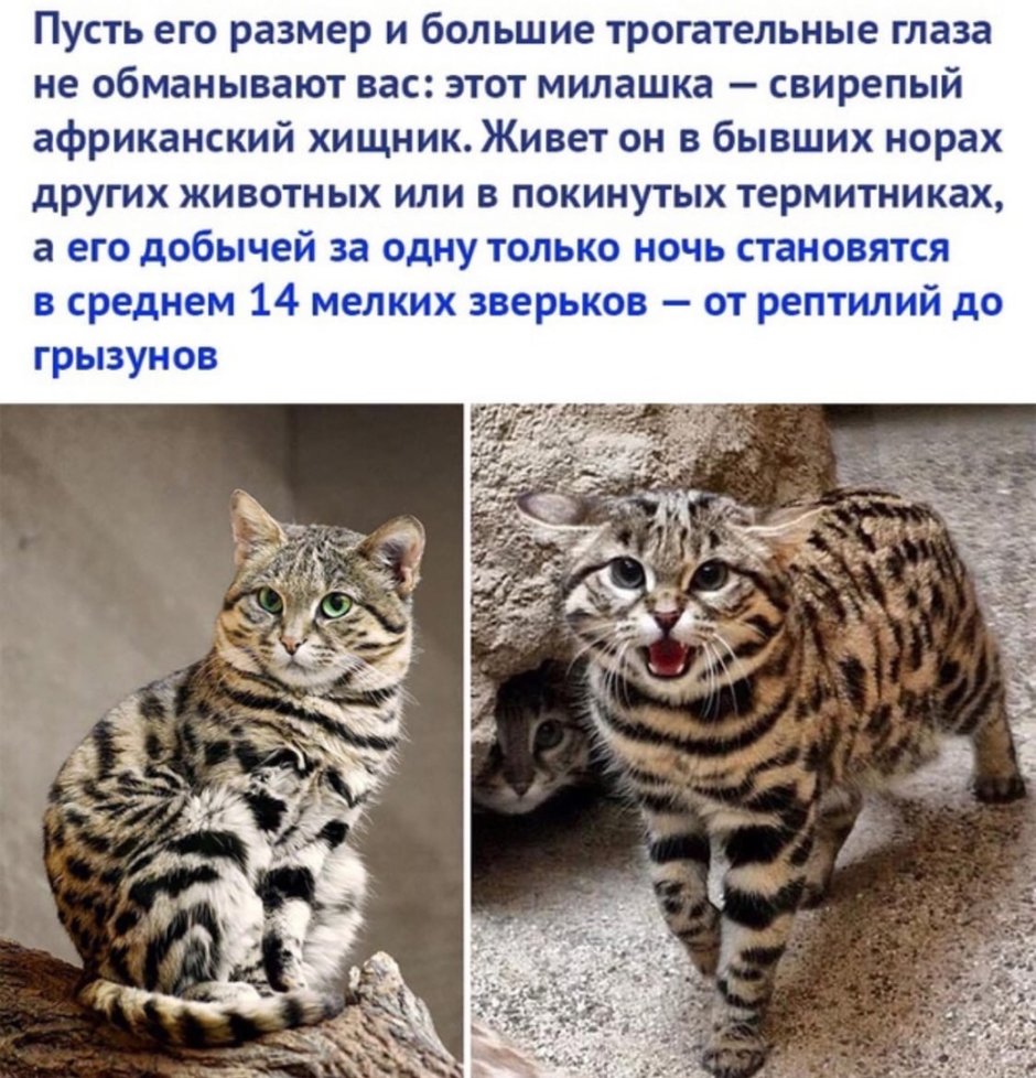 Радостный тигр