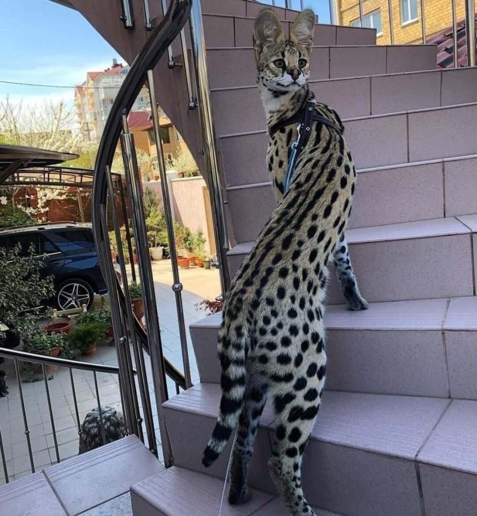 Тойгер кошка