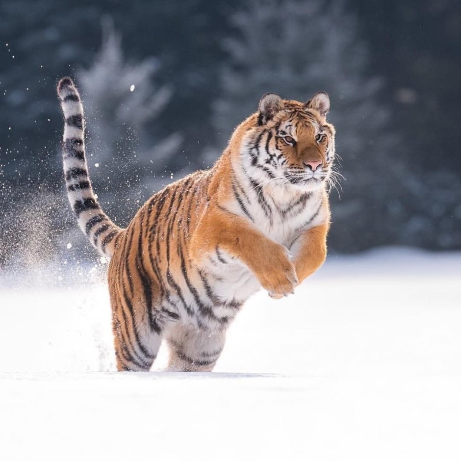 Кот тигр