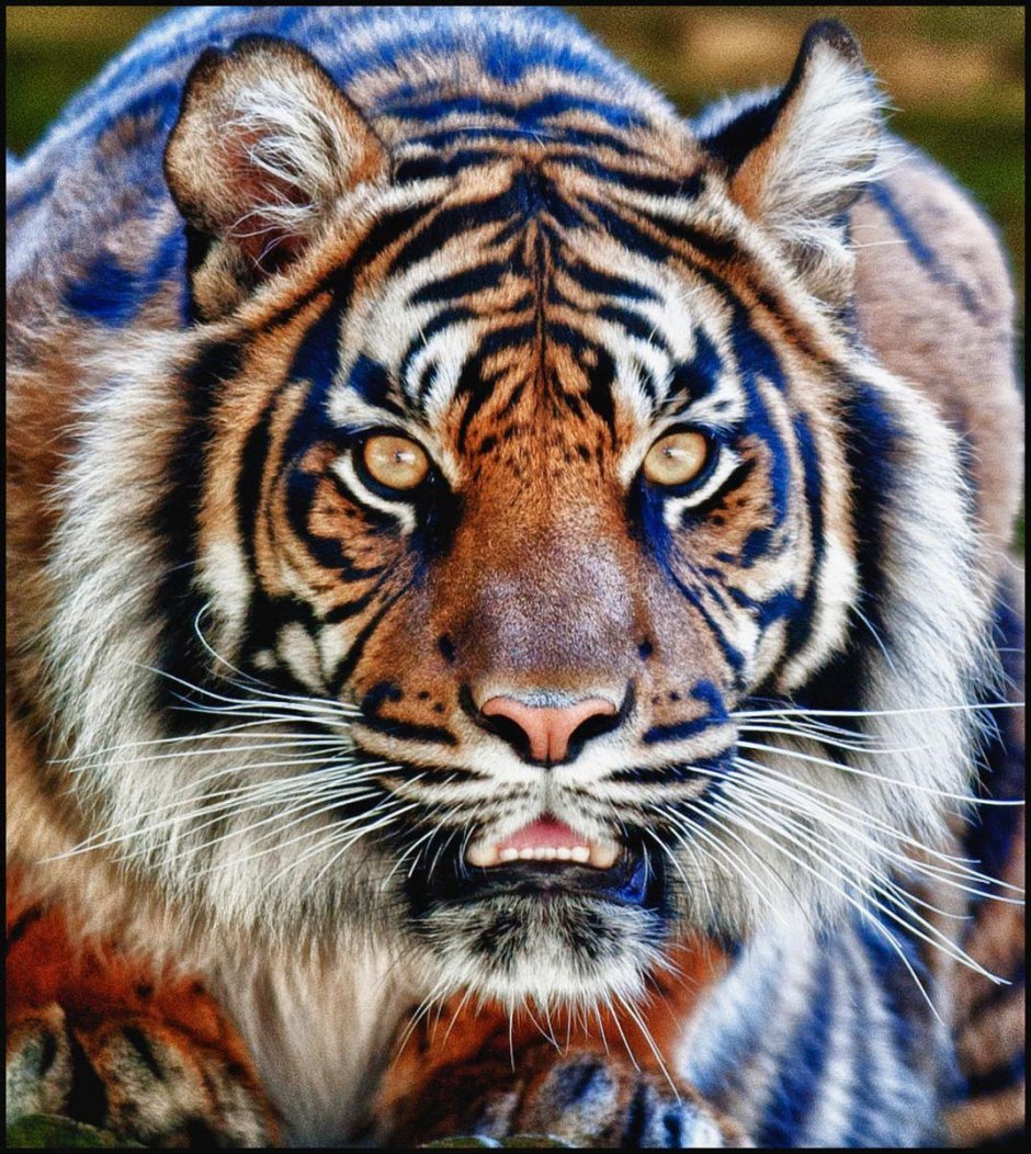 Кошка тигровая