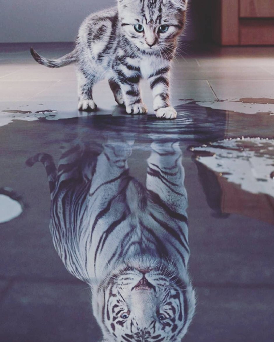 Тайгер тигр кот