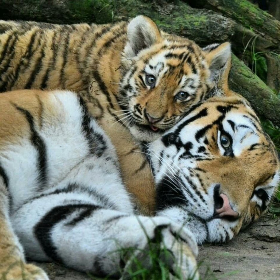 Длиннохвостая кошка Маргай