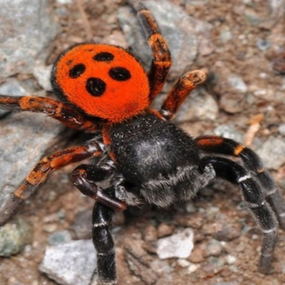 Травяной паук воронковый Agelenidae