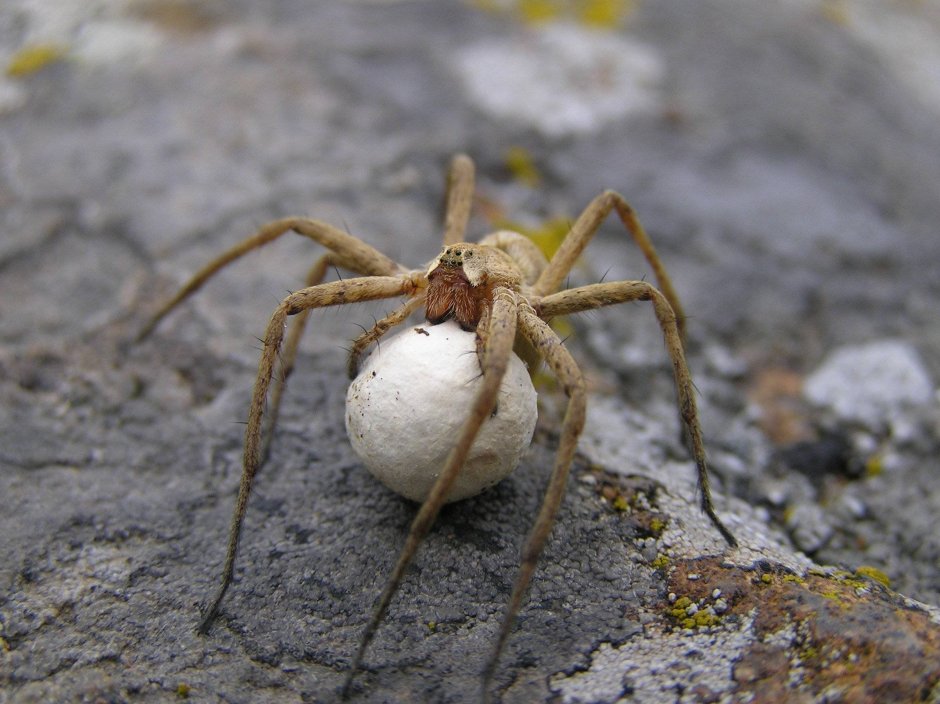 Agelena labyrinthica