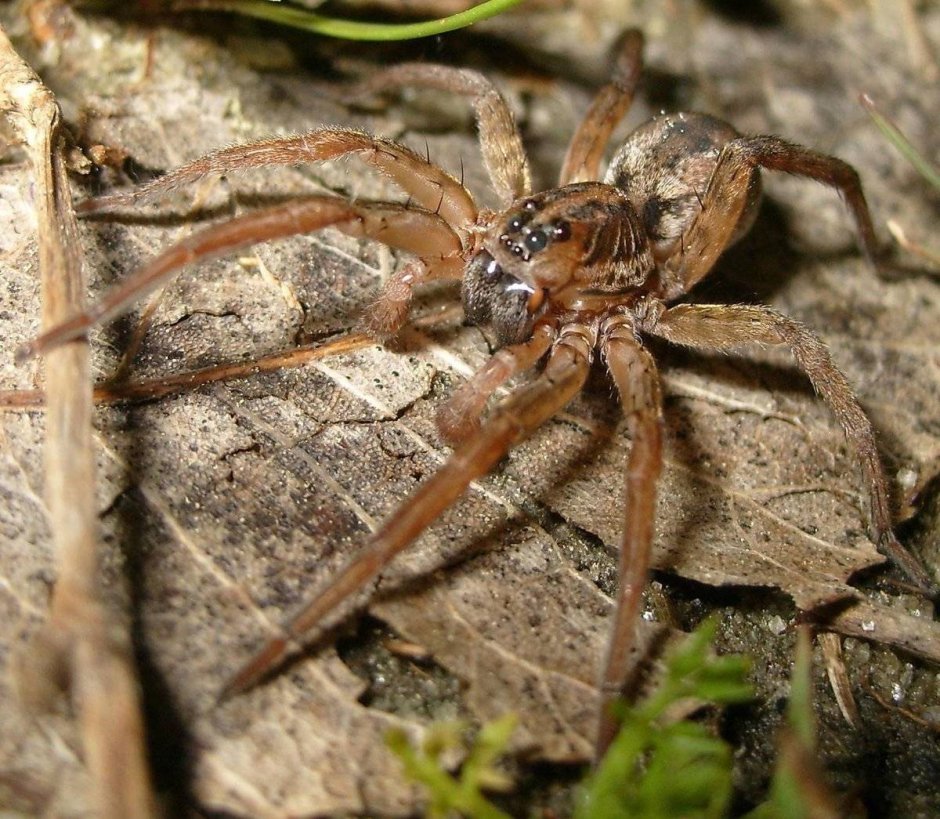 Паук Zoropsis spinimana