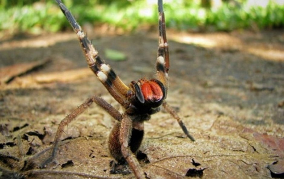 Pterinochilus murinus укус