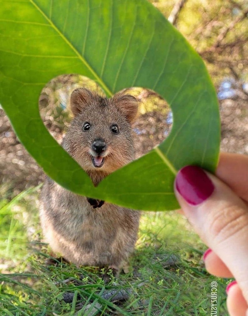 Животные Австралии Квокка
