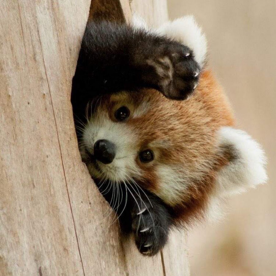 Квокка животное