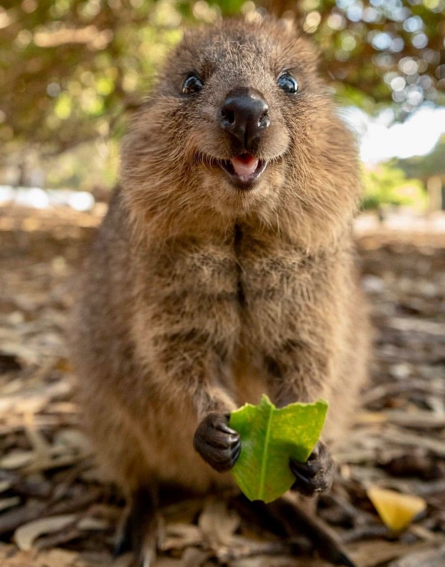 Кенгуру Квокка