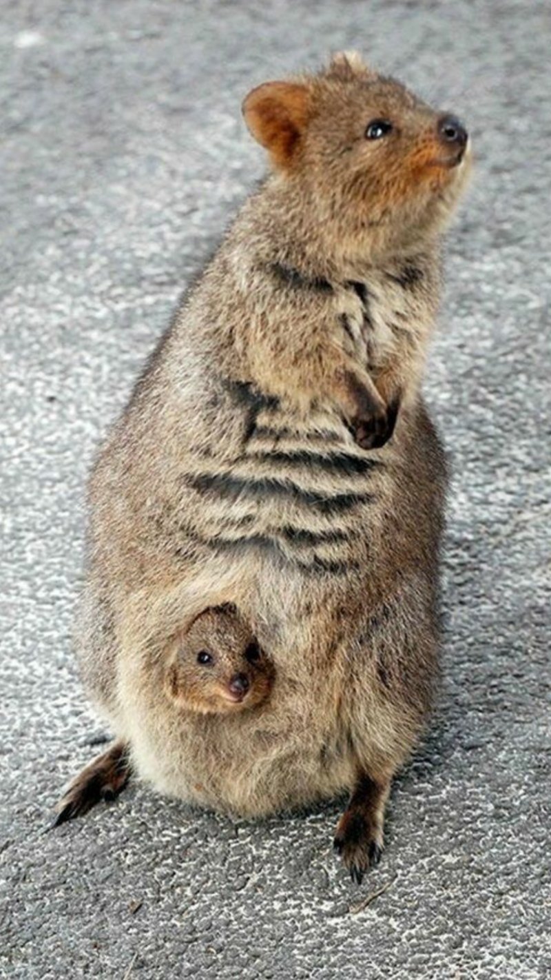 Квокка (короткохвостый кенгуру)