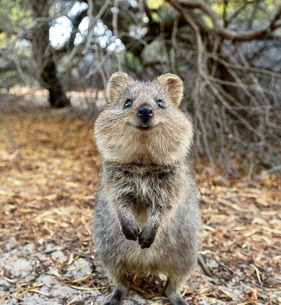 Квокка Максимилиан