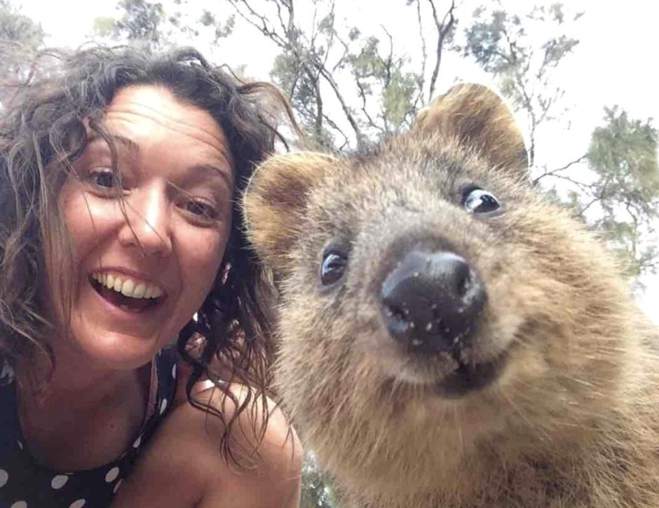 Позитивные животные