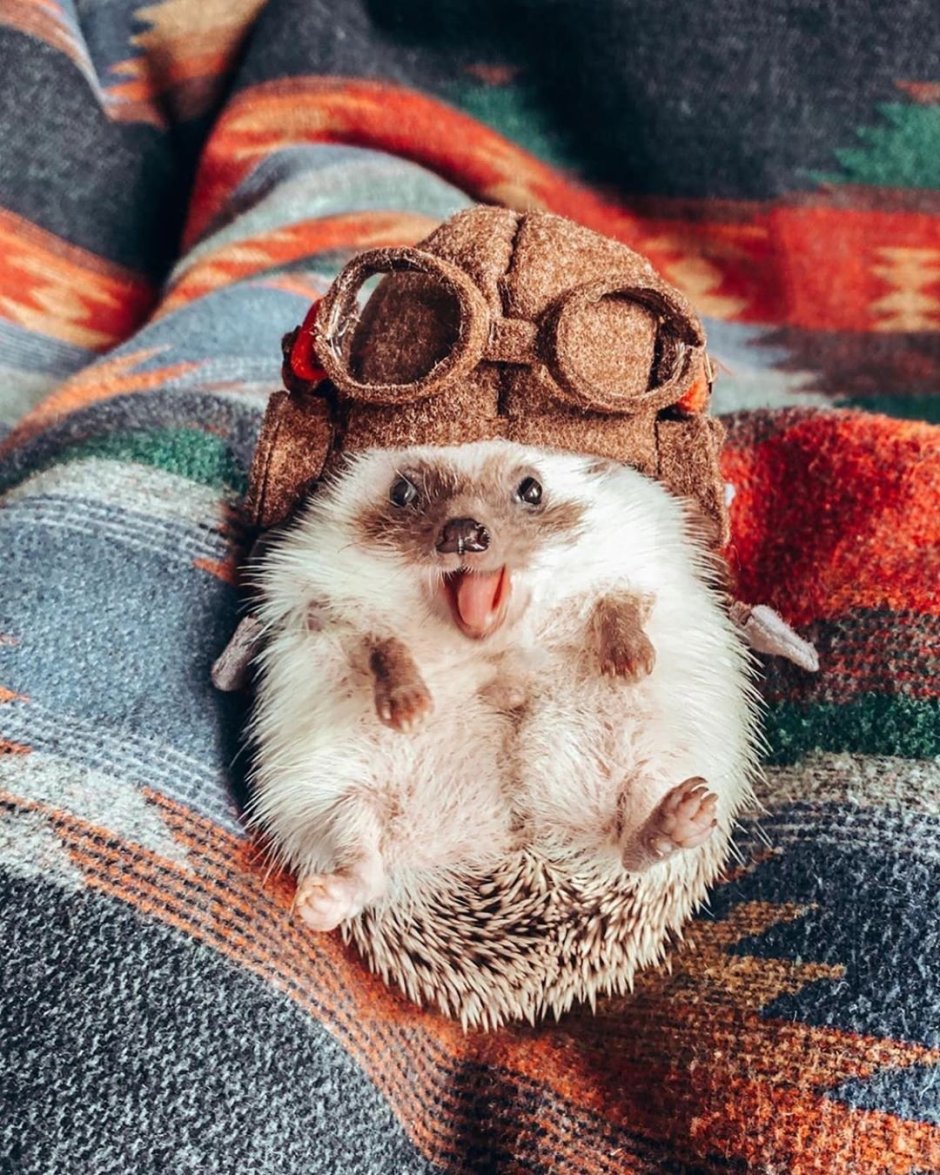 Карликовый кенгуру Квокка