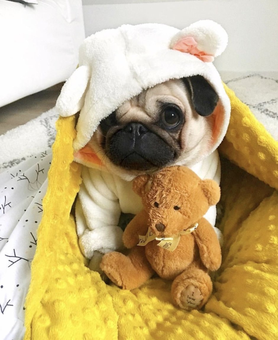 Квокка (Setonix brachyurus)