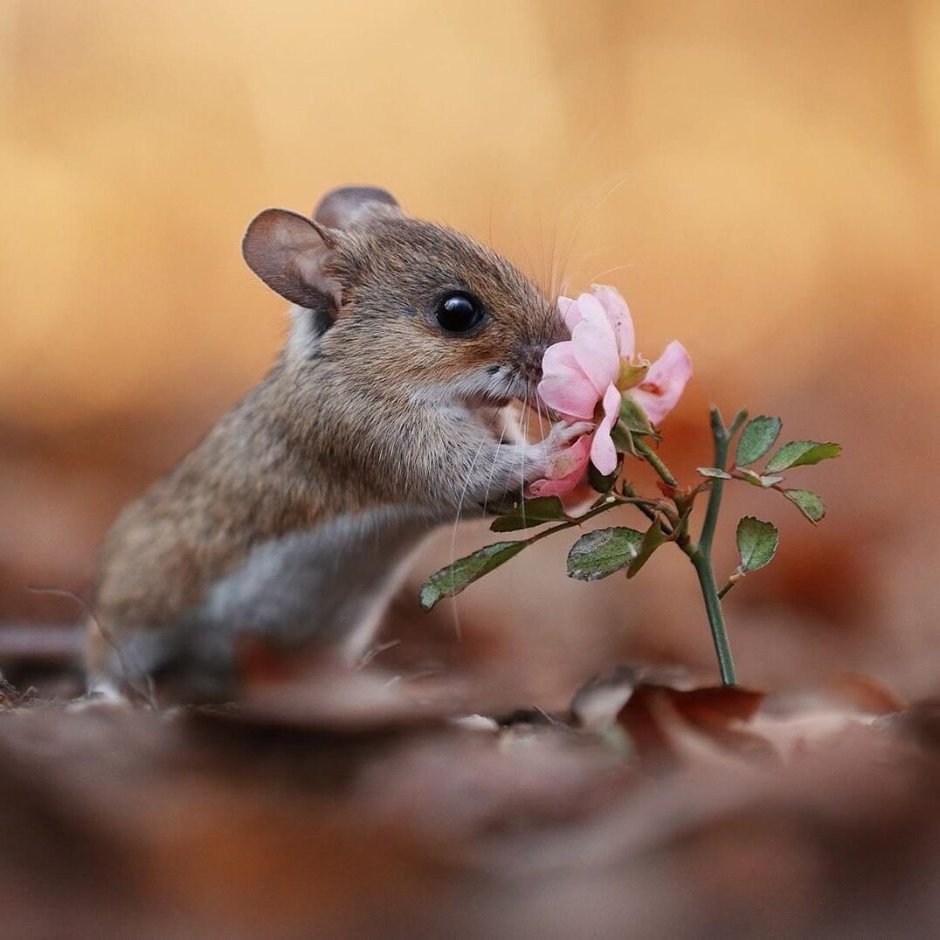 Кенгуру Квокка