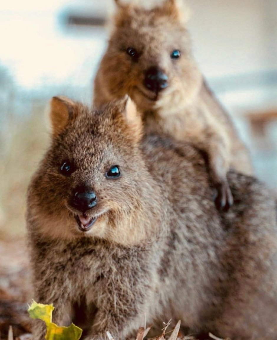 Лама и альпака