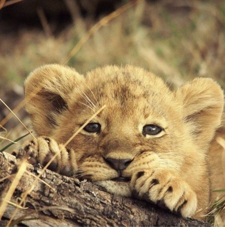 Квокка семья