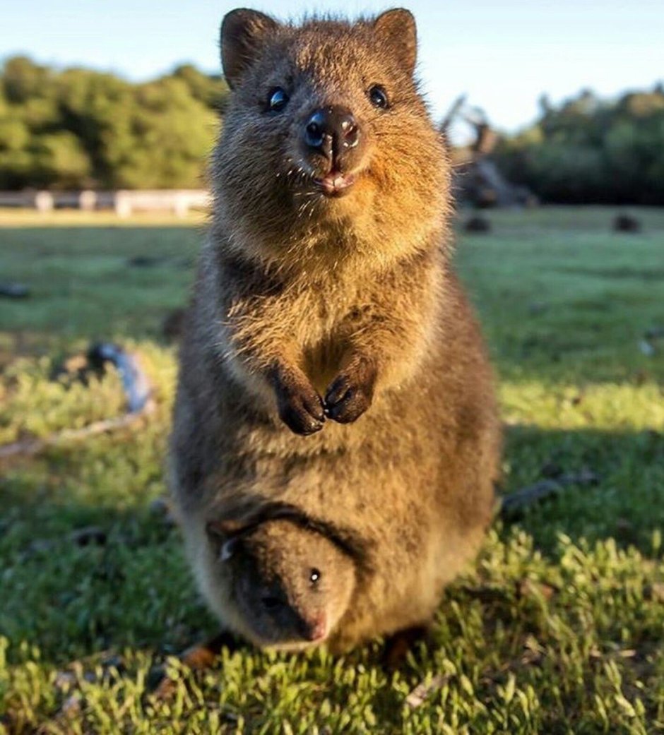 Пушистый Ежик