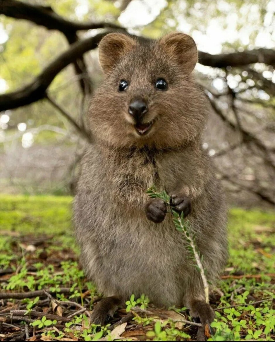 Австралийская кенгуру Квокка