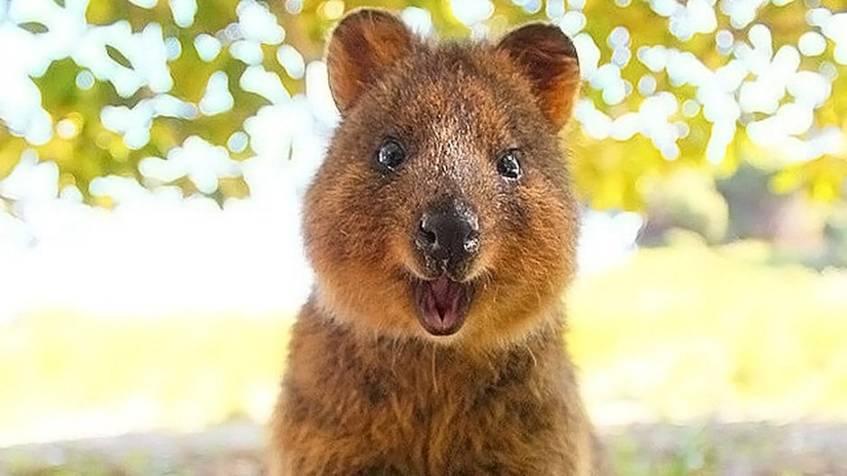 Австралийский зверек Квокка